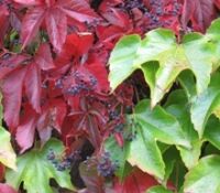 boston_ivy