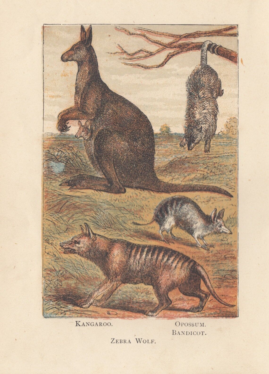 kangaroo and tiger