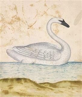 Card: Trumpeter Swan