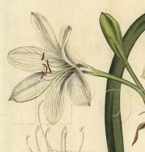 Discovering-Aust.-flora-2