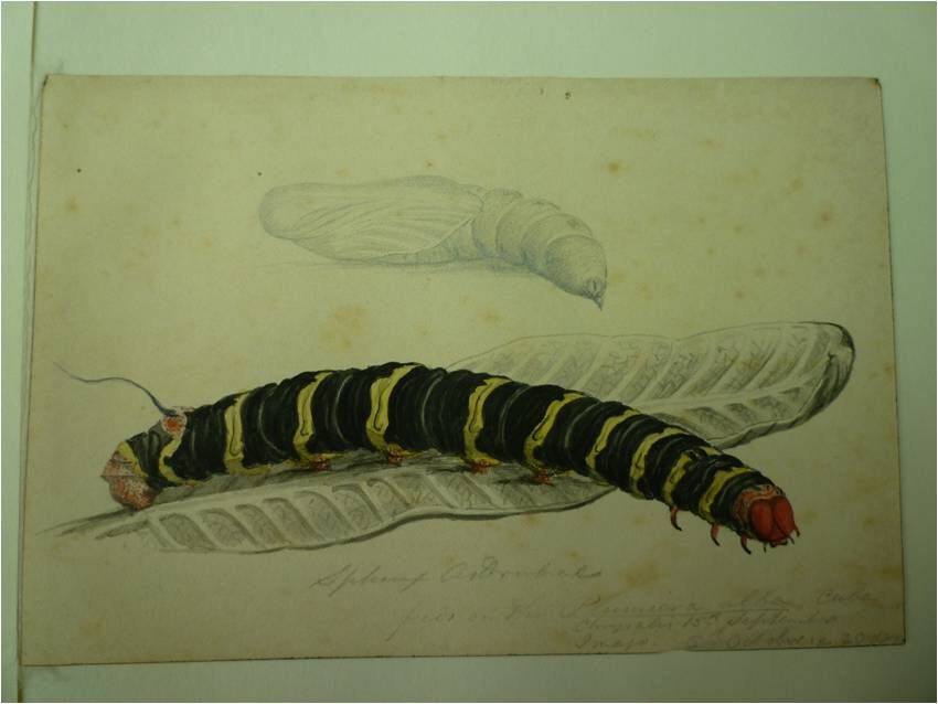 harbers