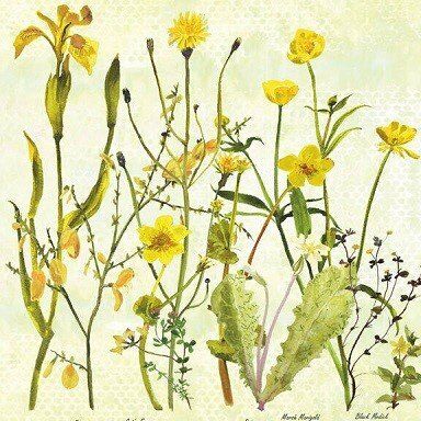 Card (Annabel Langrish): Marigolds and Irises
