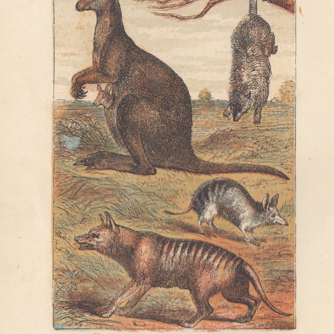 kangaroo and tiger