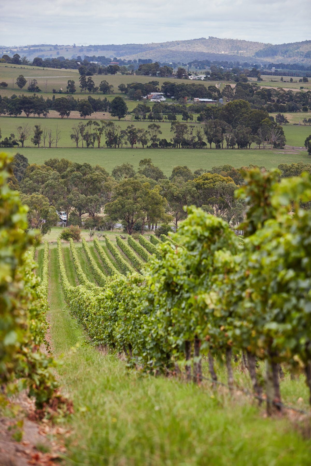 253_261_vineyard_rows_1200x