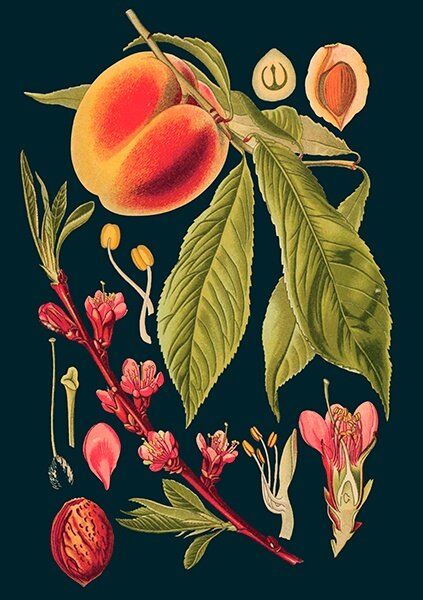 Card (Madame Treacle): Peach