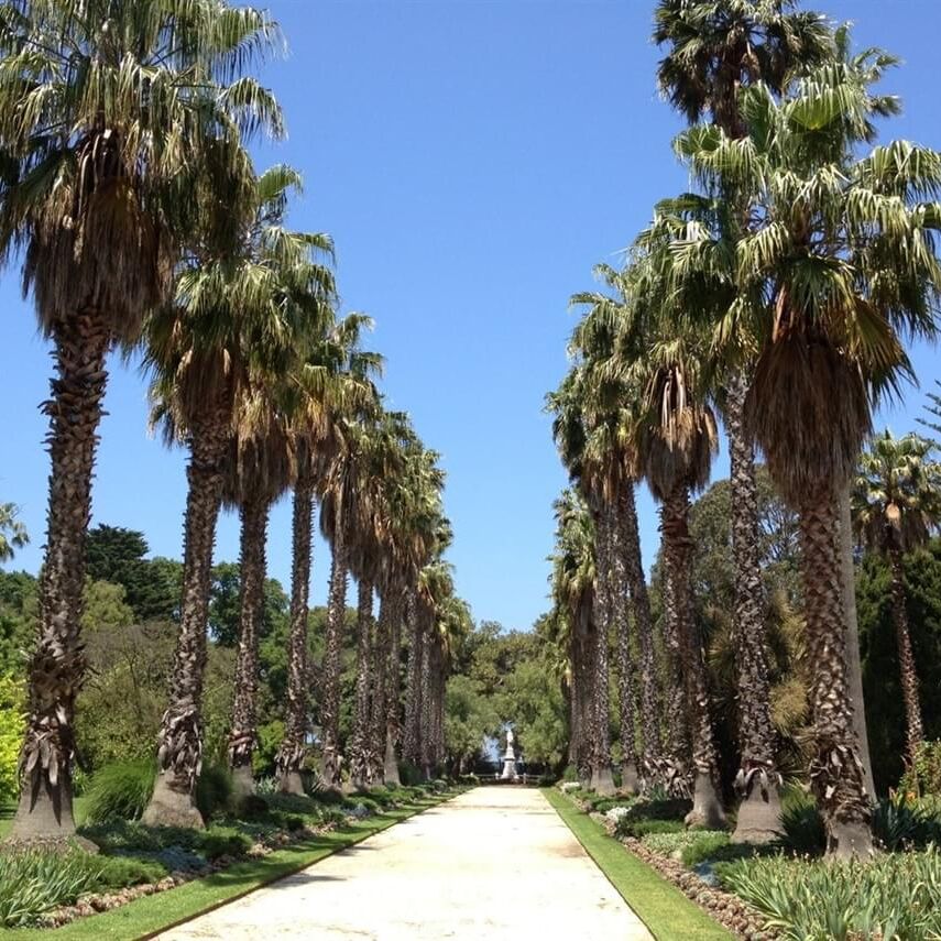 williamstown-botanic-gardens-palm-walk-640-x-480