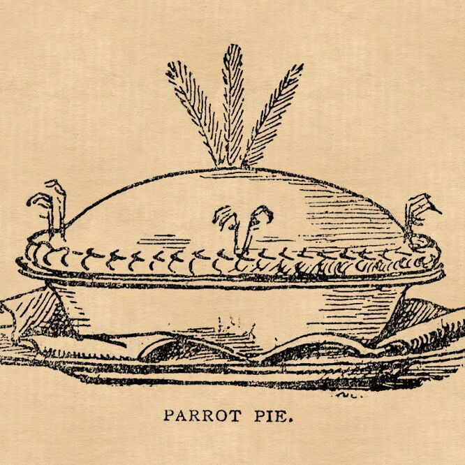 ParrotPie-2