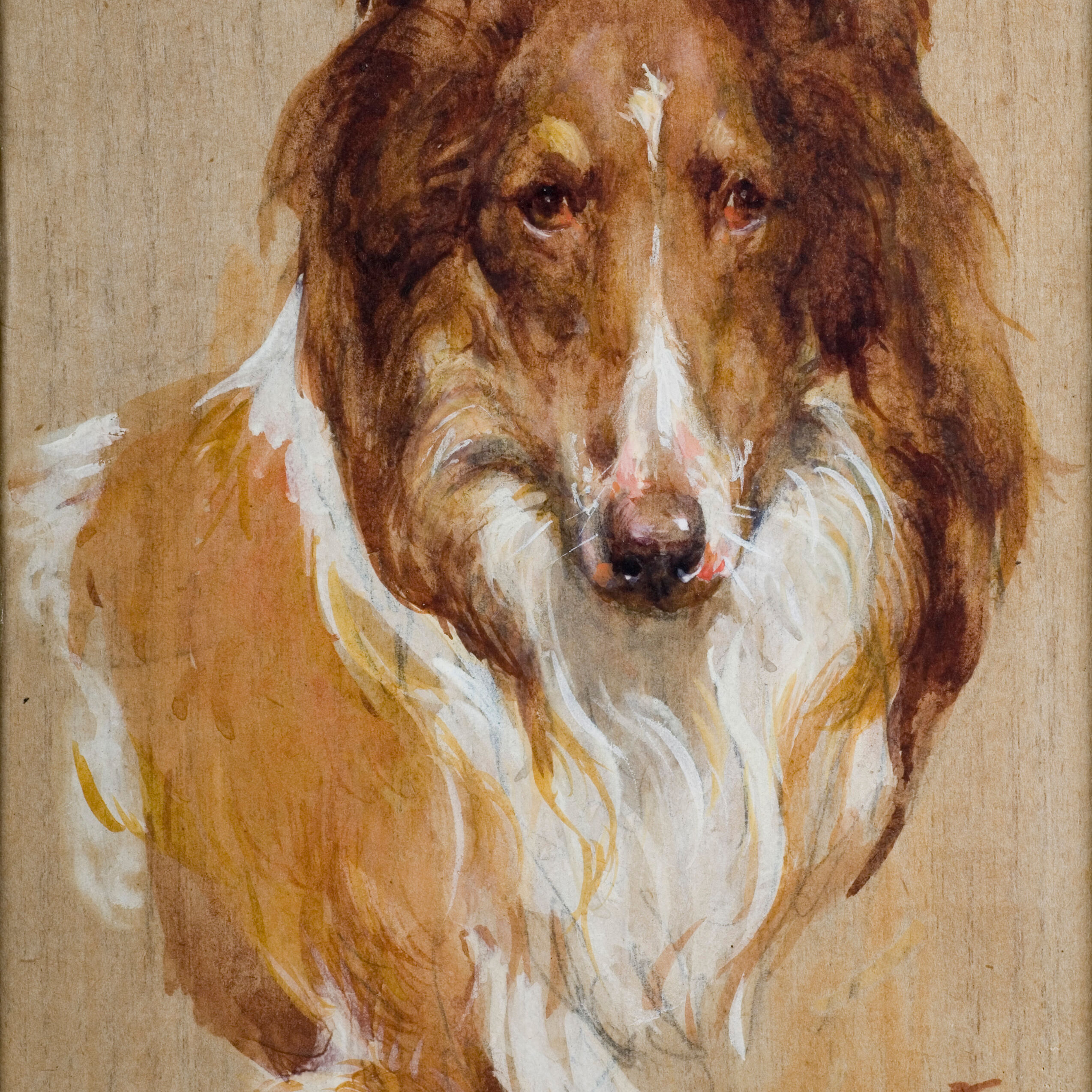 rough collie