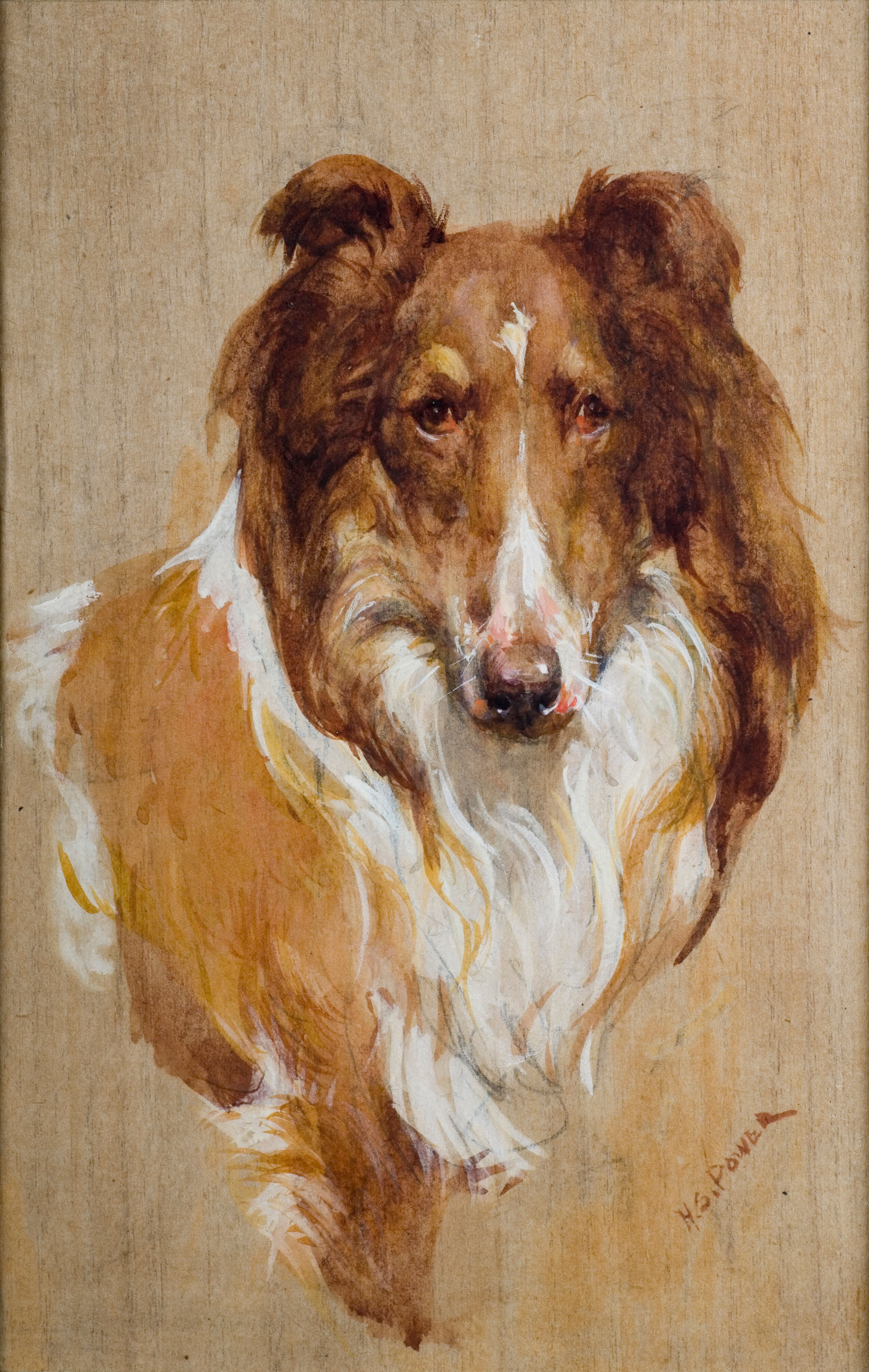 rough collie