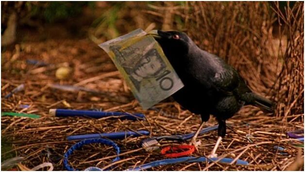 Bowerbird
