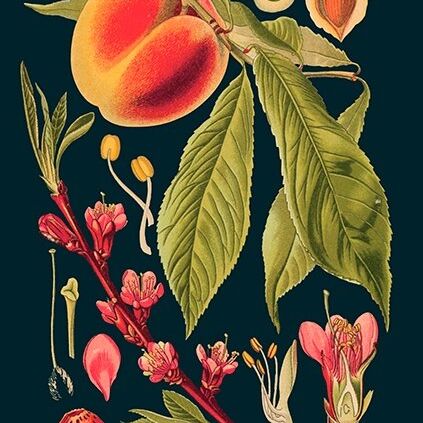 Card (Madame Treacle): Peach