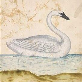 Card: Trumpeter Swan