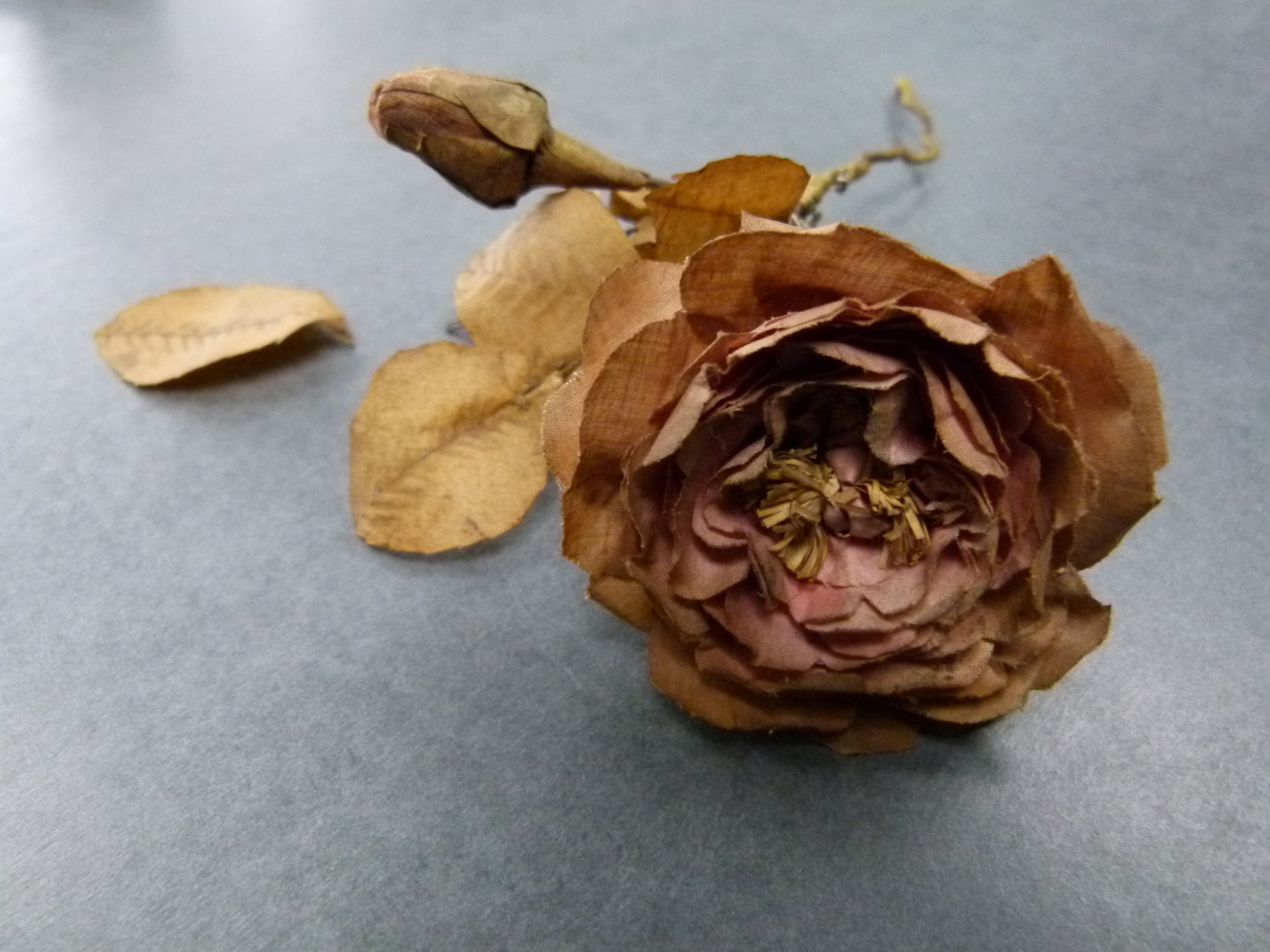 flowers in winter