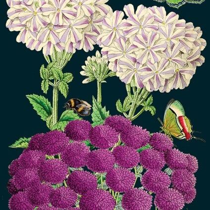 Card (Madame Treacle): Floral Purple