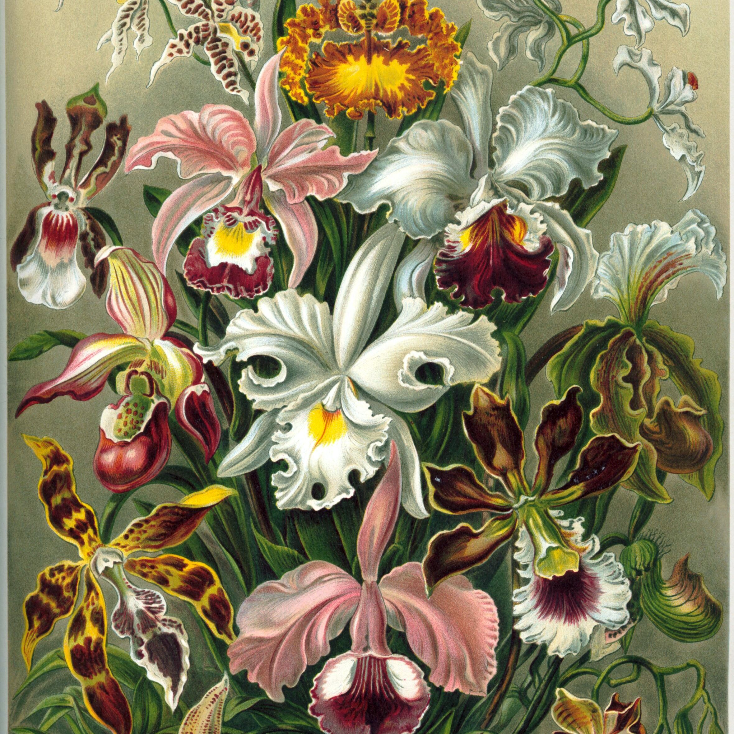 Haeckel_Orchidae