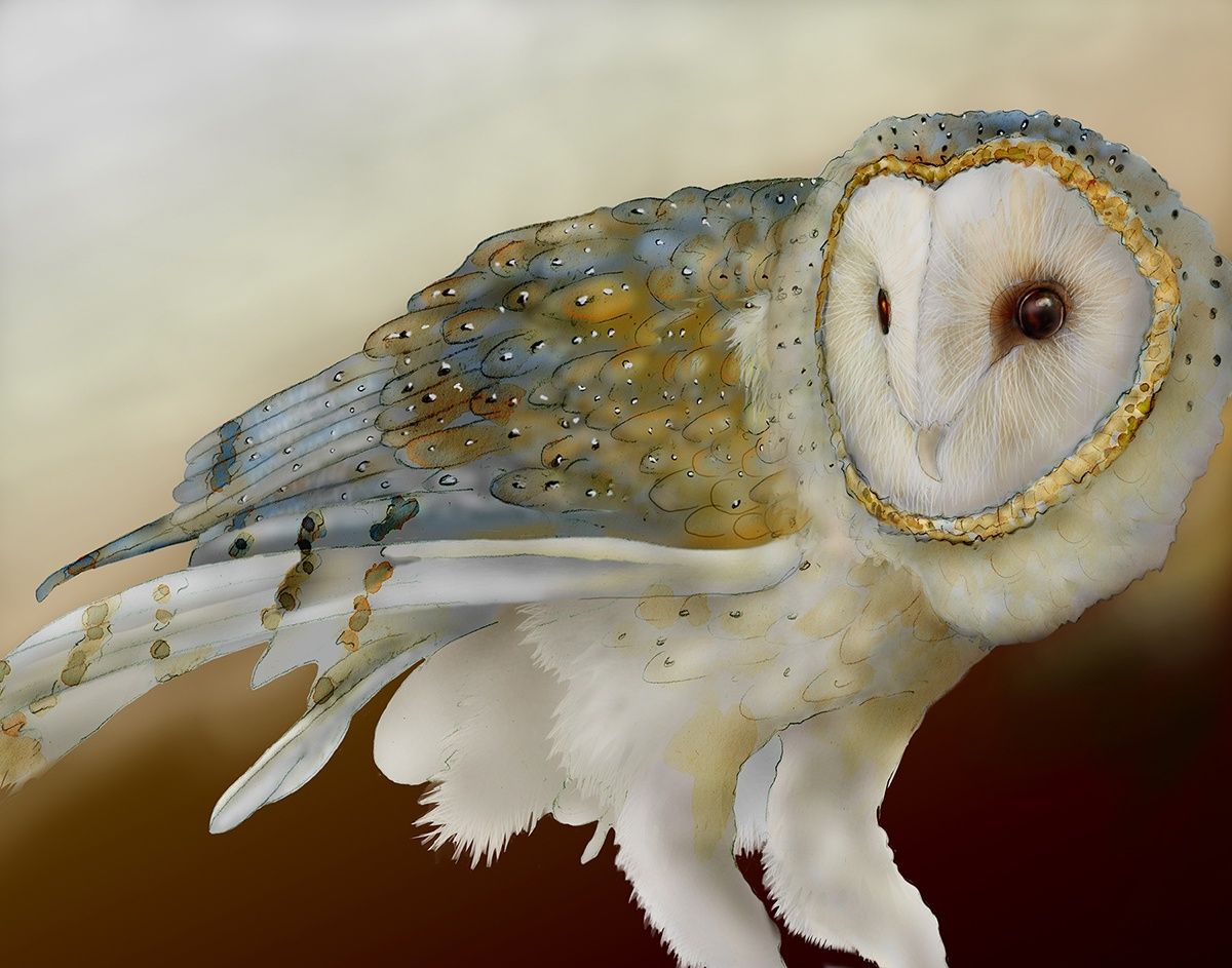Card Set Boxed Barn Owls