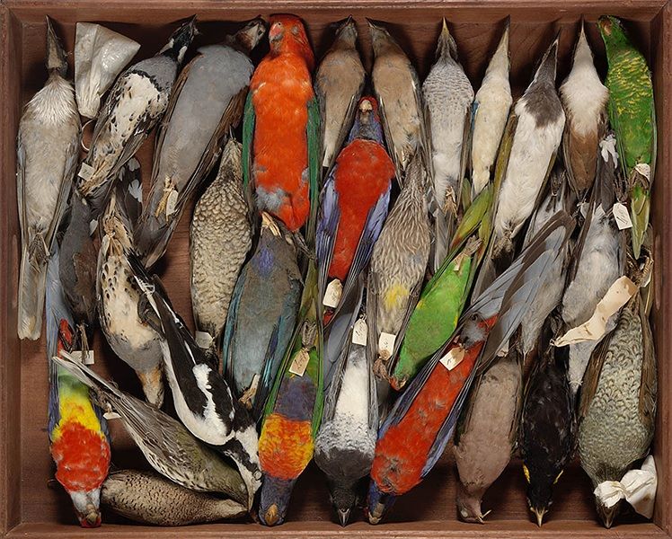 Upper-bird-tray-from-The-Macquarie-Collectors-Chest-circa-1818
