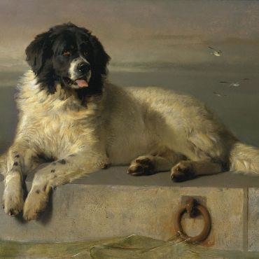 A_Distinguished_Member_of_the_Humane_Society_by_Sir_Edwin_Landseer
